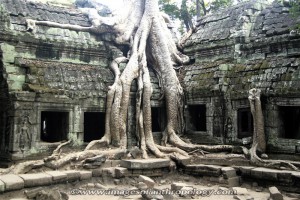 temple de ta prohm à angkor au cambodge et ses arbres fromagers