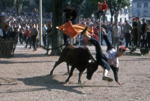 Course de vaches pendant les Fêtes de Bayonne