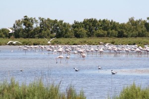 camargue-flamants-roses