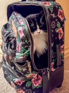 chat-bagage