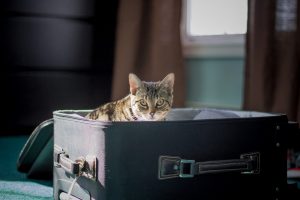 chat-valise-vacances