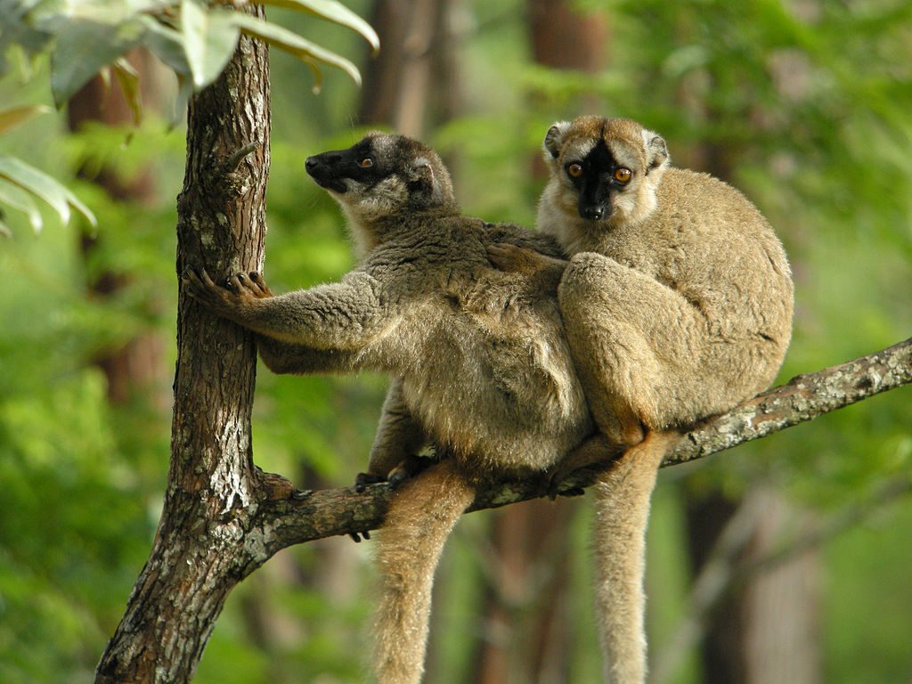 faune-animaux-madagascar-voyage